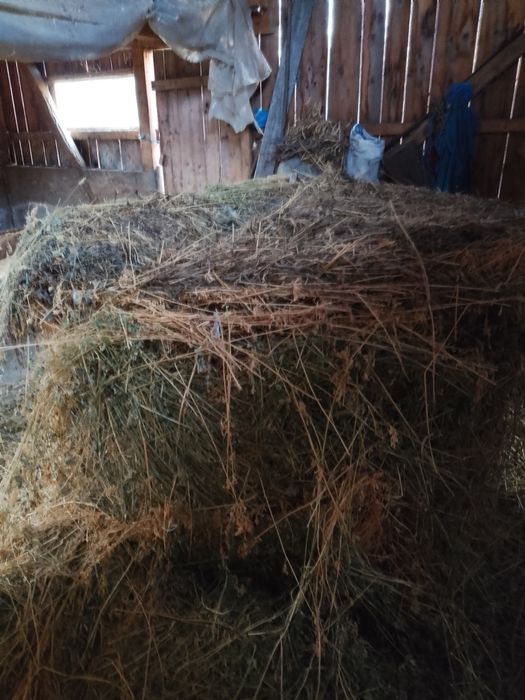 Baloți 150/120 de fân și lucerna