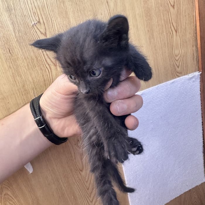 Отдам котят в добрые руки