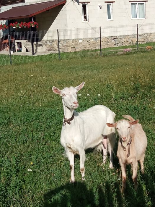 Capră sannen tânara de vanzare