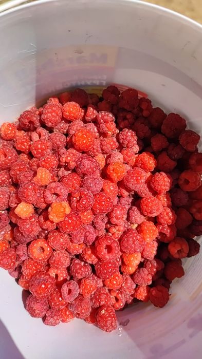 Продам малину дачную. 3000 тг за 1 кг