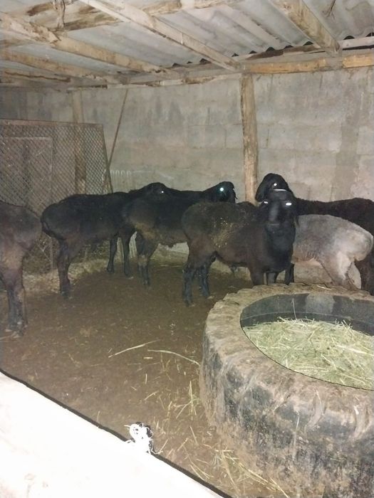 Продам баранов самцов