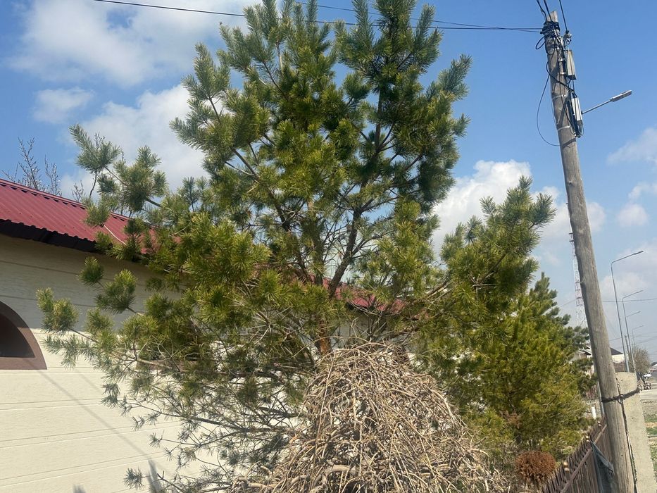 Сосна талы / дерево