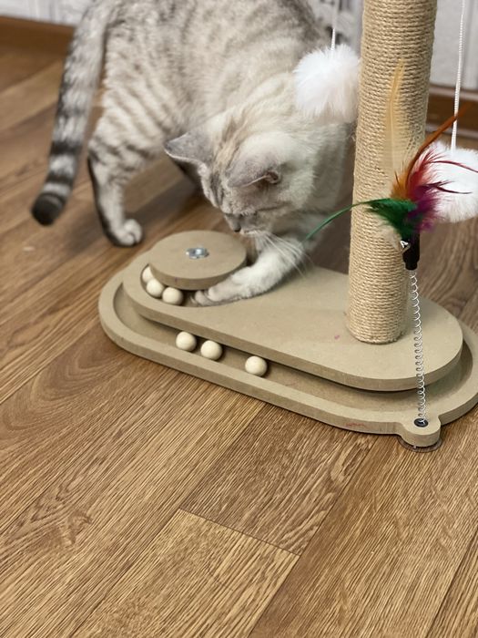 Домашняя передержка для кошек