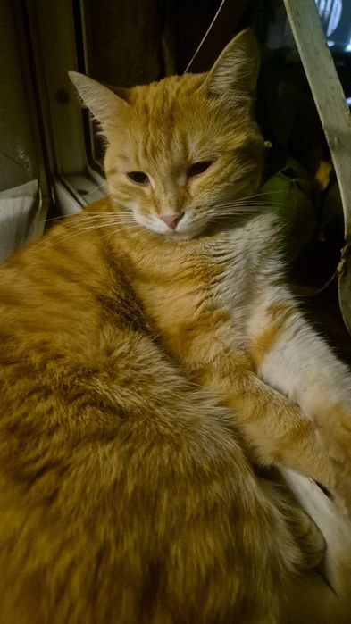 Отдам в хорошие руки