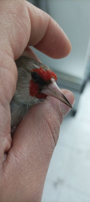 Щегол черноголовый