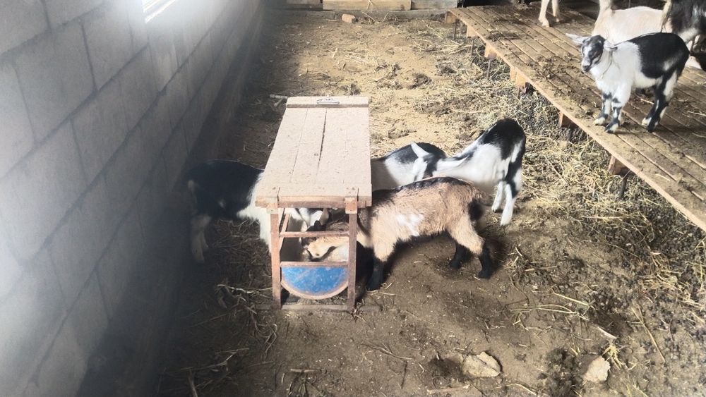 Продоётся козлята малчики Еркек лак сатылады