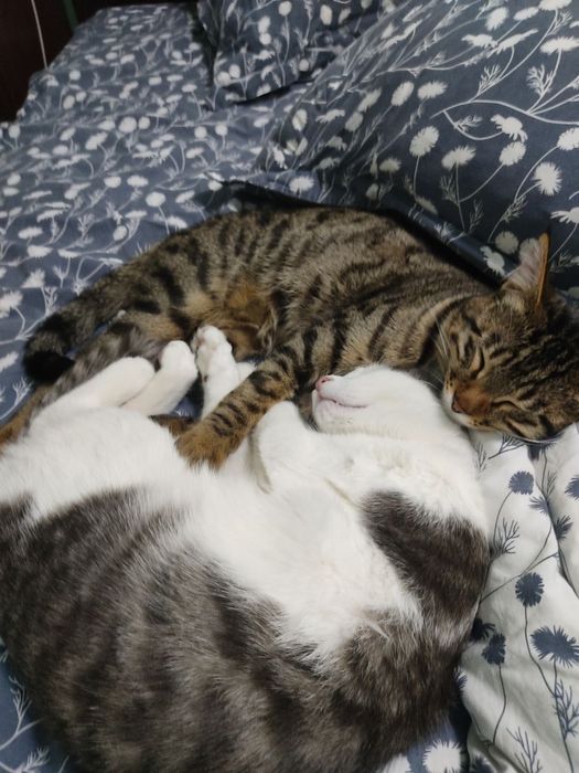 Отдам котят в добрые руки