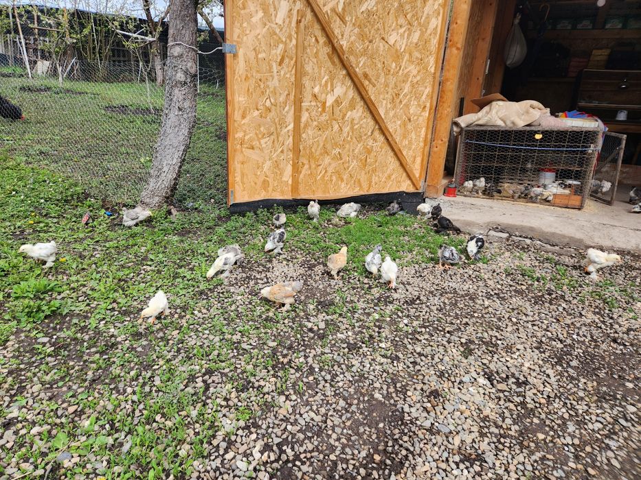 Pui Brahma de 5 săptămâni disponibili in Dumitra