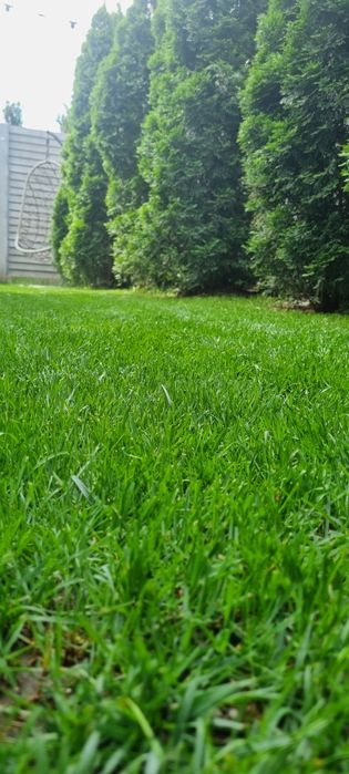 Ingrijile gradina