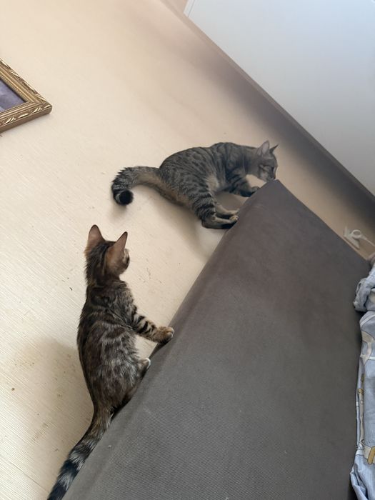 бенгальский котенок отдам