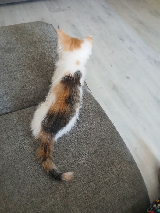 Котенок в добрые руки