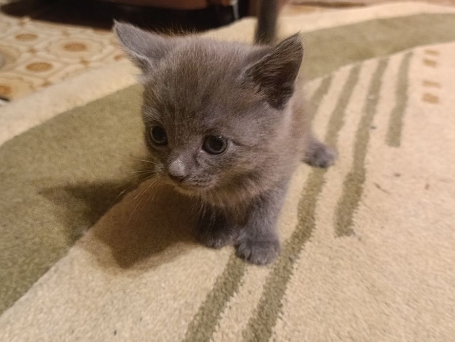 Котята в хорошие руки