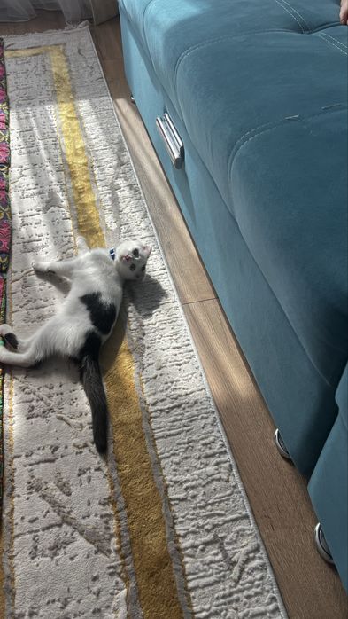 Отдам котенка в добрые руки