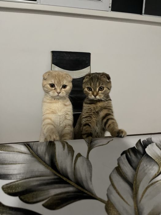 Шотланская кошка