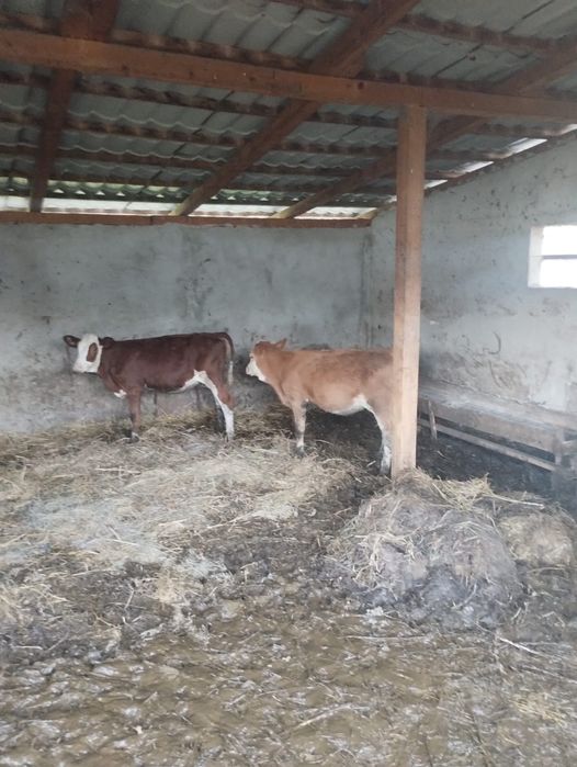 Vitele între 2 și 3 luni