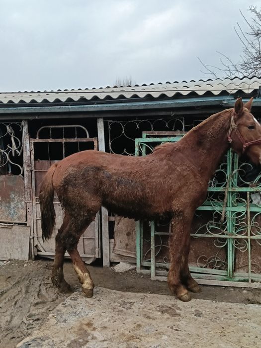 Кунан тай жылкы жеребец