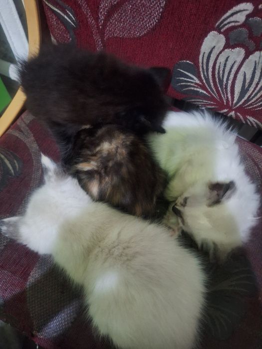 котята,алматы,возраст-1месяц