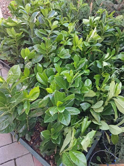 Laur englezesc 35-50 cm