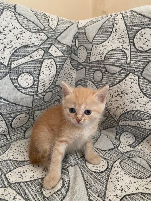 Отдам котят в добрые руки
