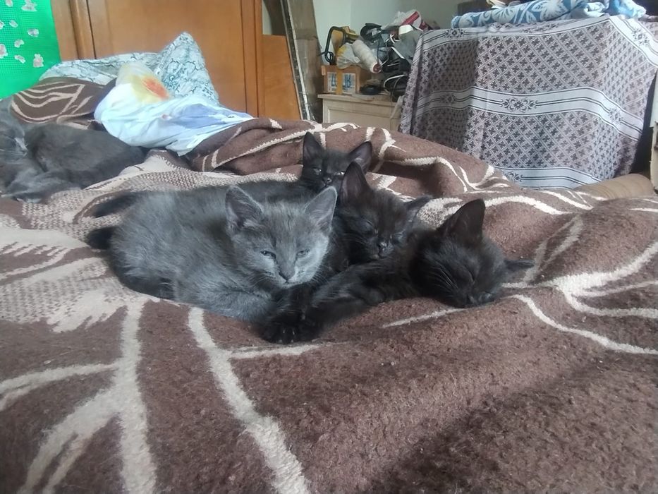 Котята крысыловы