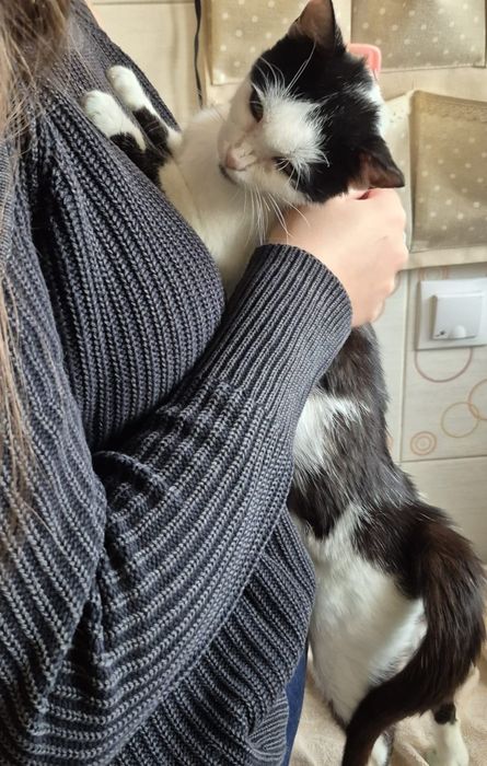 Cea mai iubitoare pisicuta pt adoptie