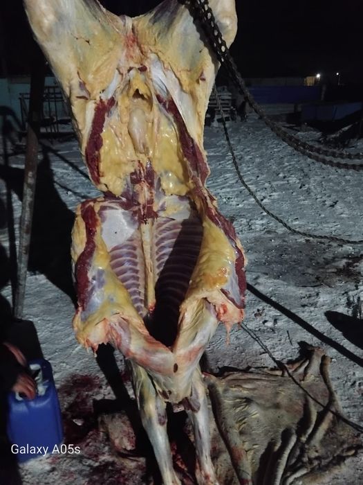 Мяссо конина мяссо