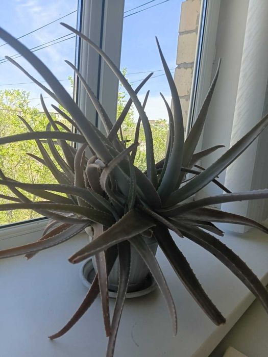 Алоэ продается на лекарство