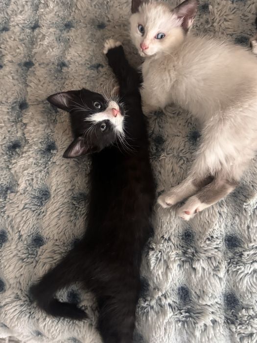 Котятки милые забирайте