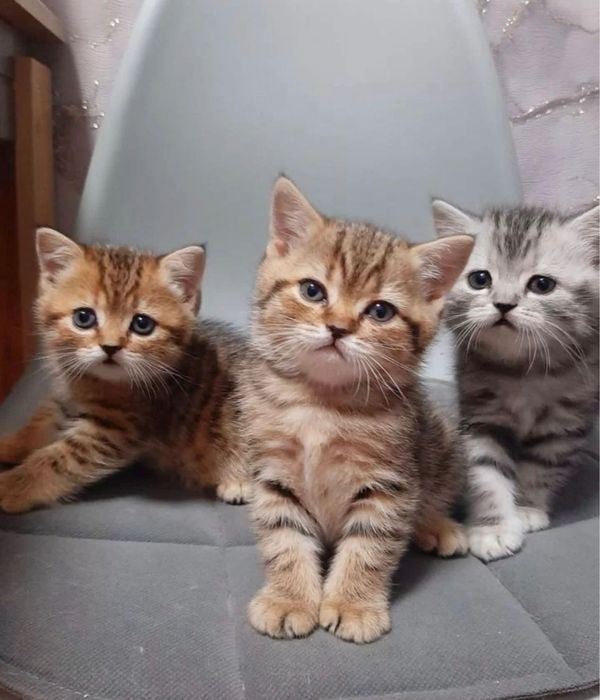 Шотландские малышата