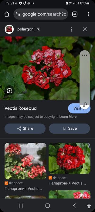 Продавам сортови пеларгонии