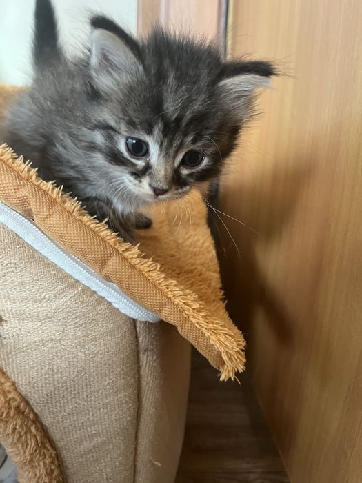 Котенок девочка 1,5 месяца