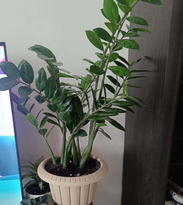 Продам комнатные цветы