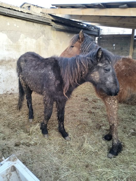 Жақсы тай сатылады