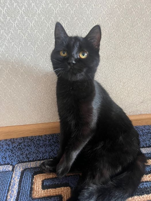 Помогите найти дом кошке Блэкки