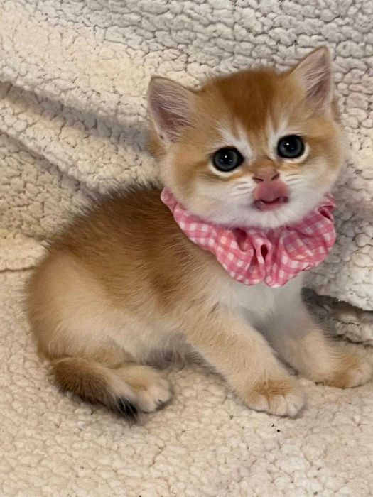Fetiță delicată british shorthair golden chinchilla! Pedigree WCF. Felisă autorizată