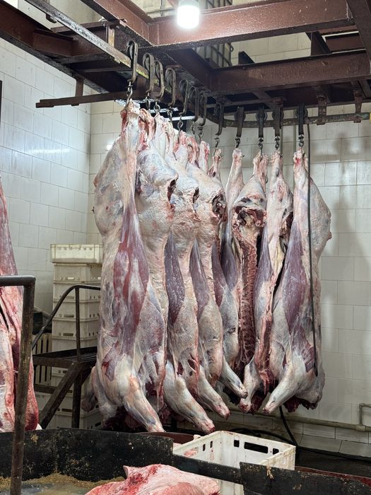 Мясо Говядины ОПТОМ ТУШАМИ.