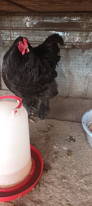 Moțată olandeză,Brahma