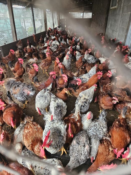 Vand puicute și cocosi rasa hubard semi grea ,au anceput ouatul,