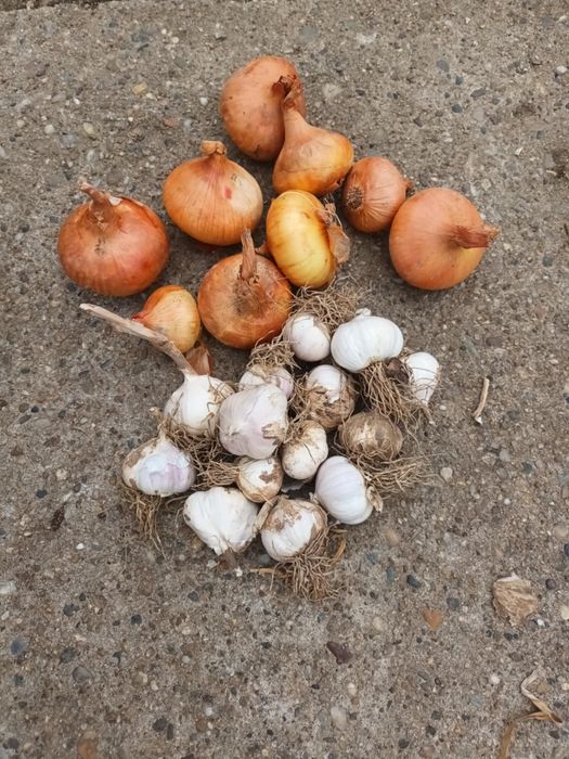 Vand ceapa si usturoi romanesc de primavara