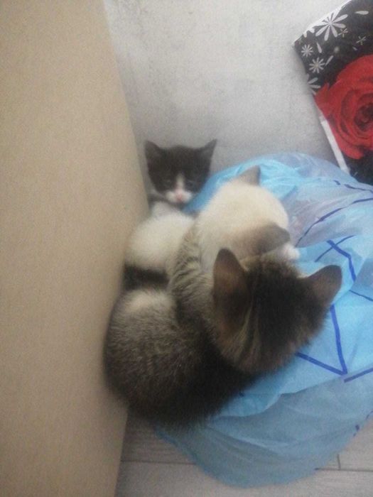 Красивые котята в подарок