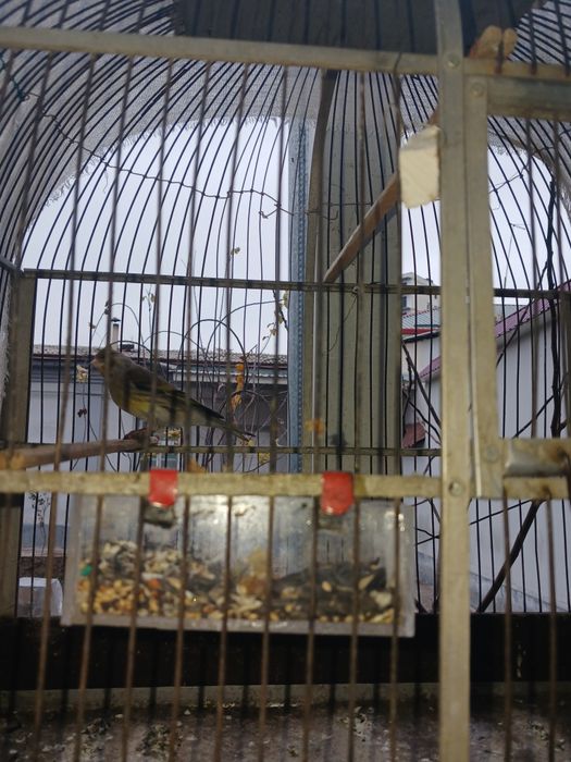 Щегол Канарейки гибрид