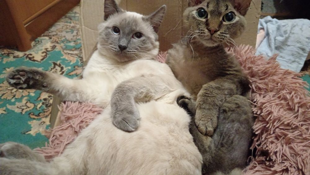 Отдам кота в хорошие руки