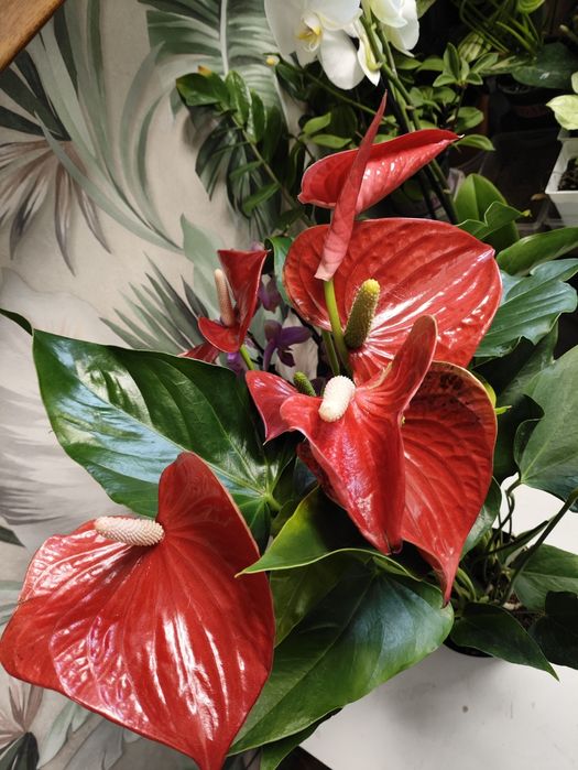 Не знаешь что подарить?