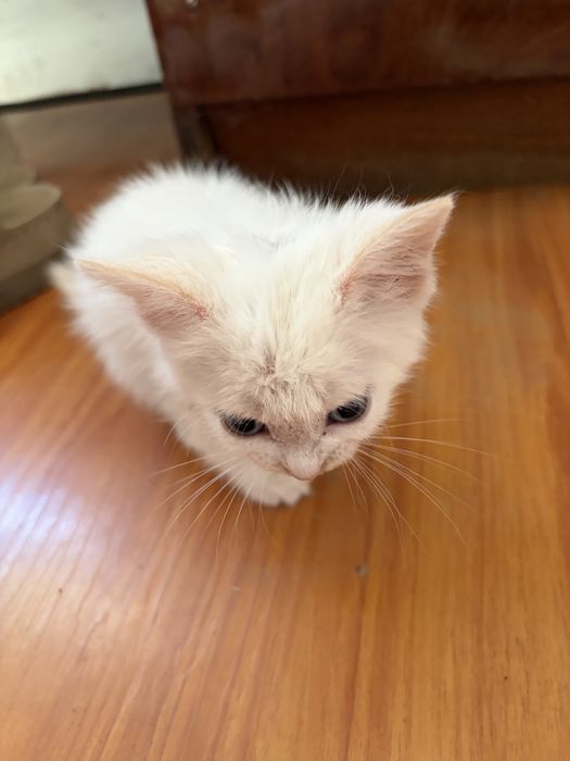 Котенок селекционная