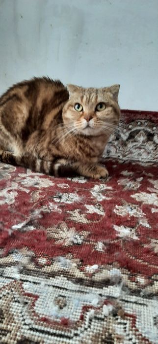 Кошечка домашняя протдам