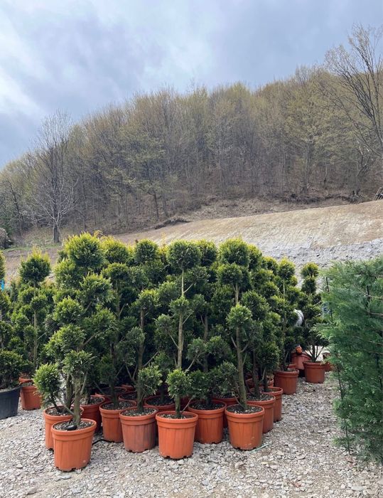 Pom Pom  de vânzare – DESIGN DEOSEBIT!