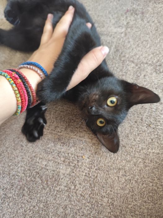 Adopție pisicuțe și pisoi