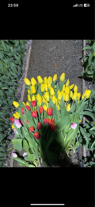 Крупный тюльпан в вашем городе самый крупный в казахстане