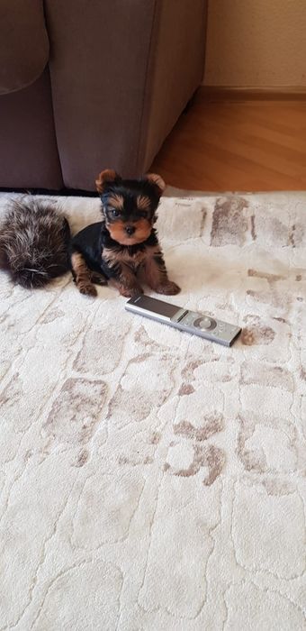 Йоркширский терьеры девочки