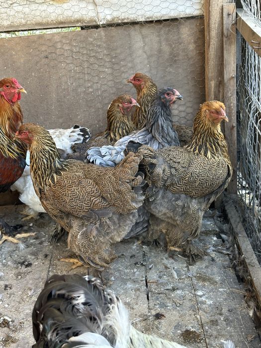Familie brahma potarnichiu pe negru 3+1